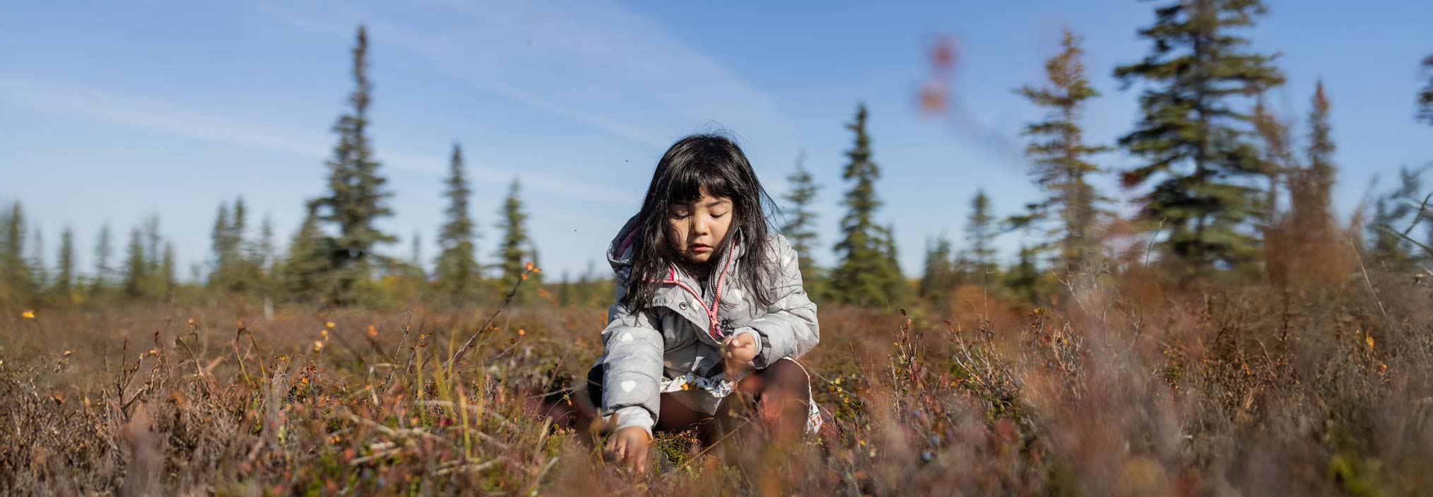 Child in a field with evergreens in the background, picking a berry from the ground.